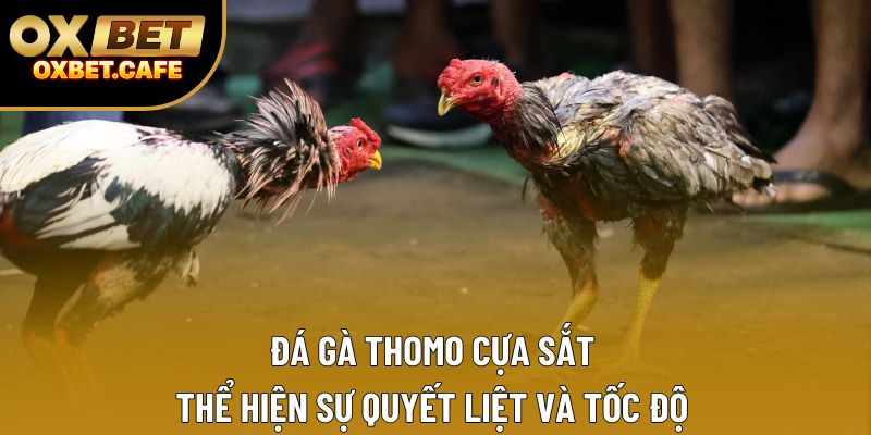 Đá gà Thomo cựa sắt thể hiện sự quyết liệt và tốc độ
