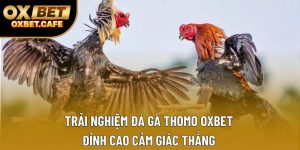 Trải Nghiệm Đá Gà Thomo OXBET – Đỉnh Cao Cảm Giác Thắng