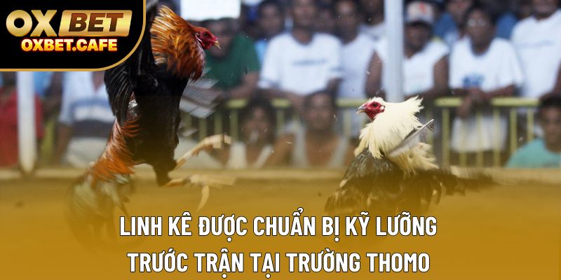 Linh kê được chuẩn bị kỹ lưỡng trước trận tại trường Thomo